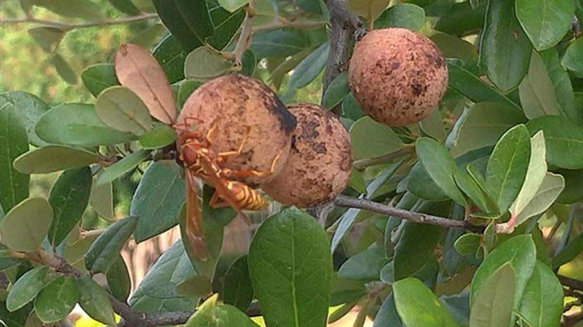 Woody oak galls look like fuzzy English peas, and they’re firmly attached to the backs of many of the live oaks’ leaves. They actually do no harm.