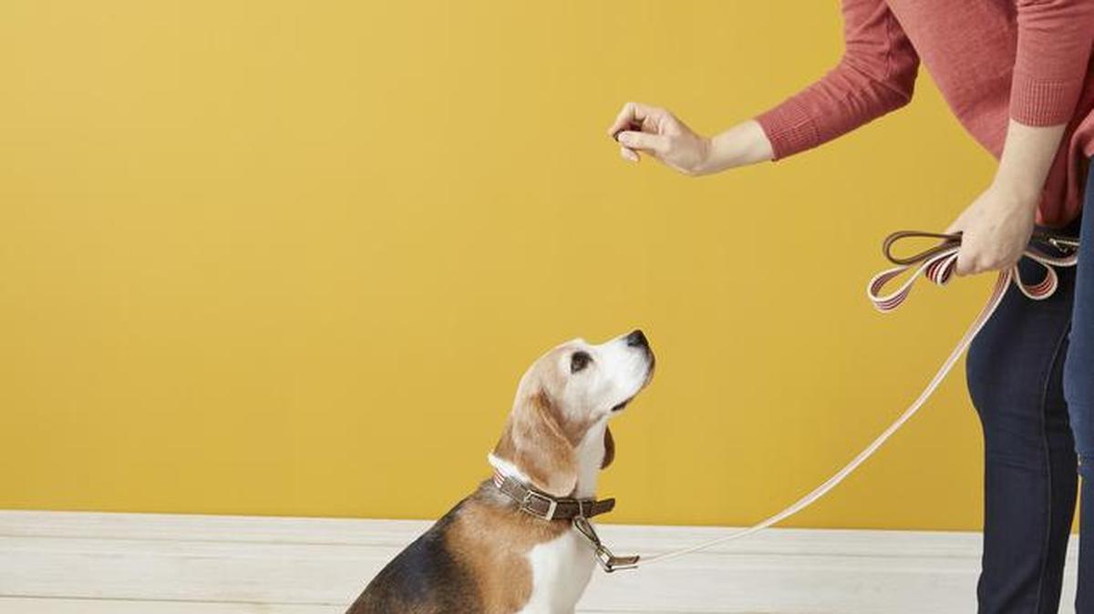 Dogs that have been abused or abandoned can become healthy, well-adjusted pets with training.