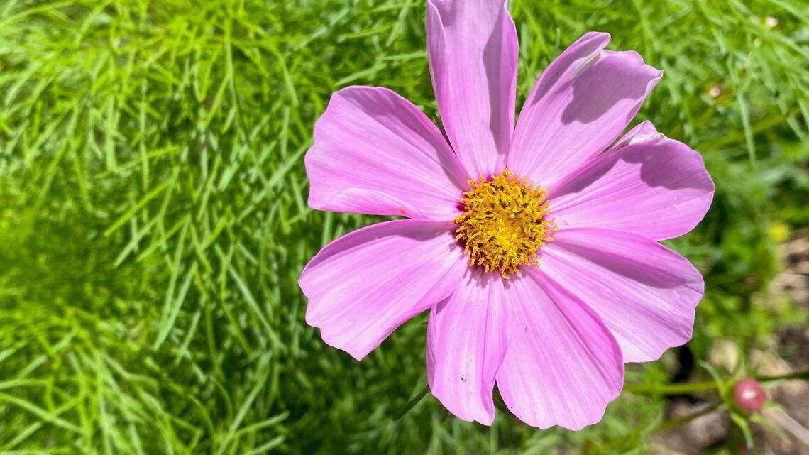 Cosmos come in many bright summer colors. It grows best in full or nearly full sun, and its mature heights range from 15 to 30 inches.