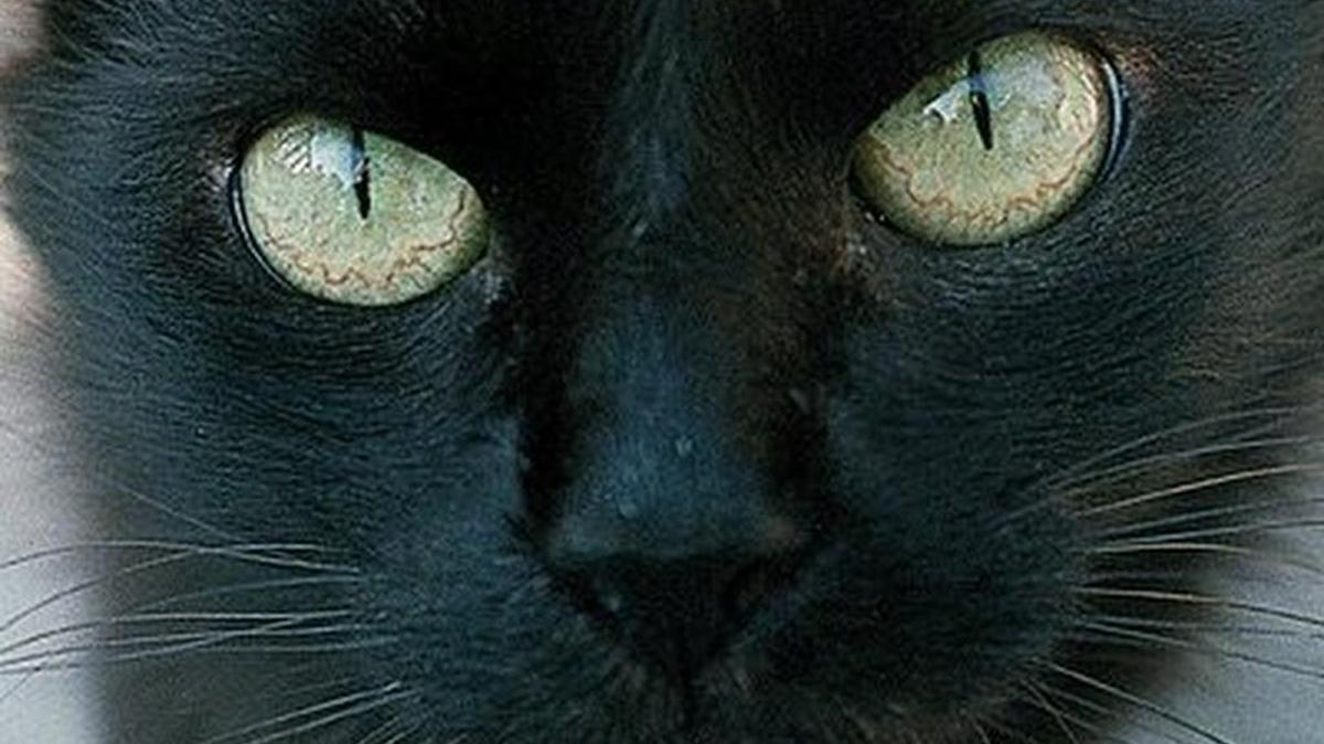 Cats are curious by nature, so make keeping them safe at home a priority.
