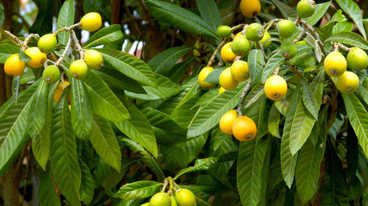 Loquat (Japanese plum) loaded with fruit is unlikely to survive this freeze anywhere in northern half of the state.