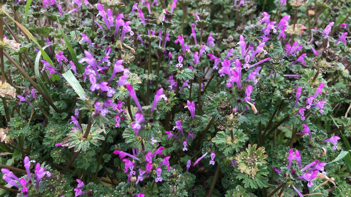 Henbit is among the first broadleafed weeds to start blooming in spring.