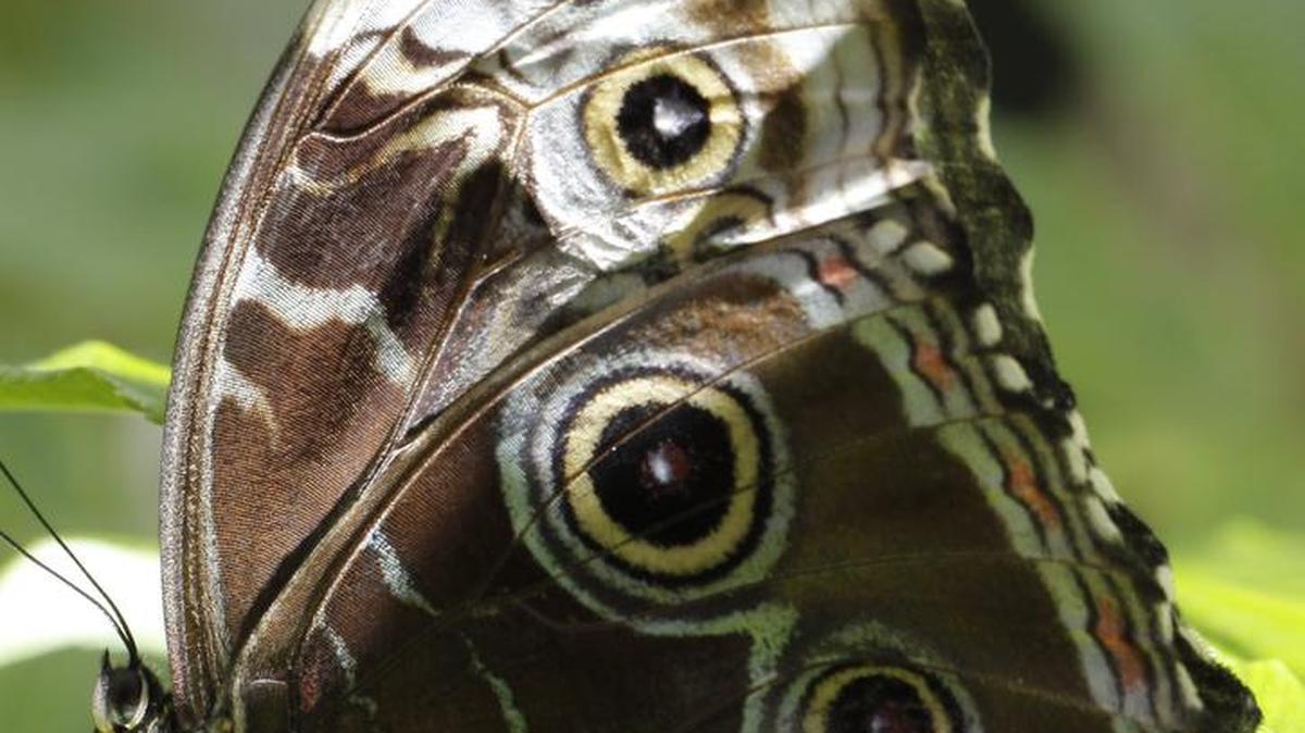 Butterflies in the Garden runs through April 10 at the Fort Worth Botanic Garden.