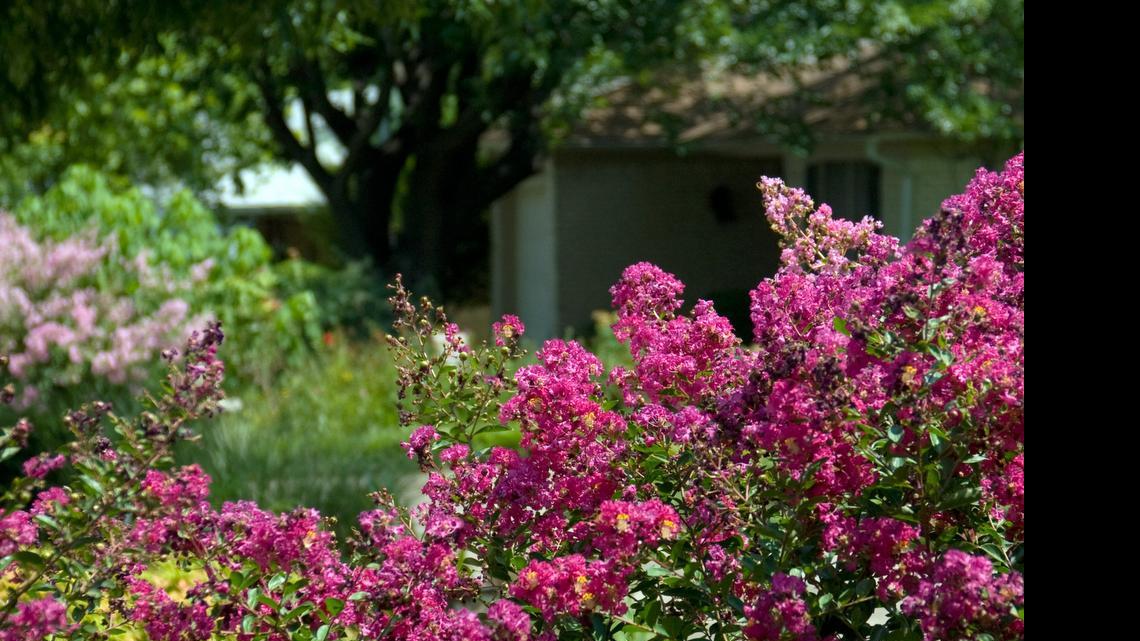 
The pink blooms of Crape myrtle are a common sight in Texas gardens.
