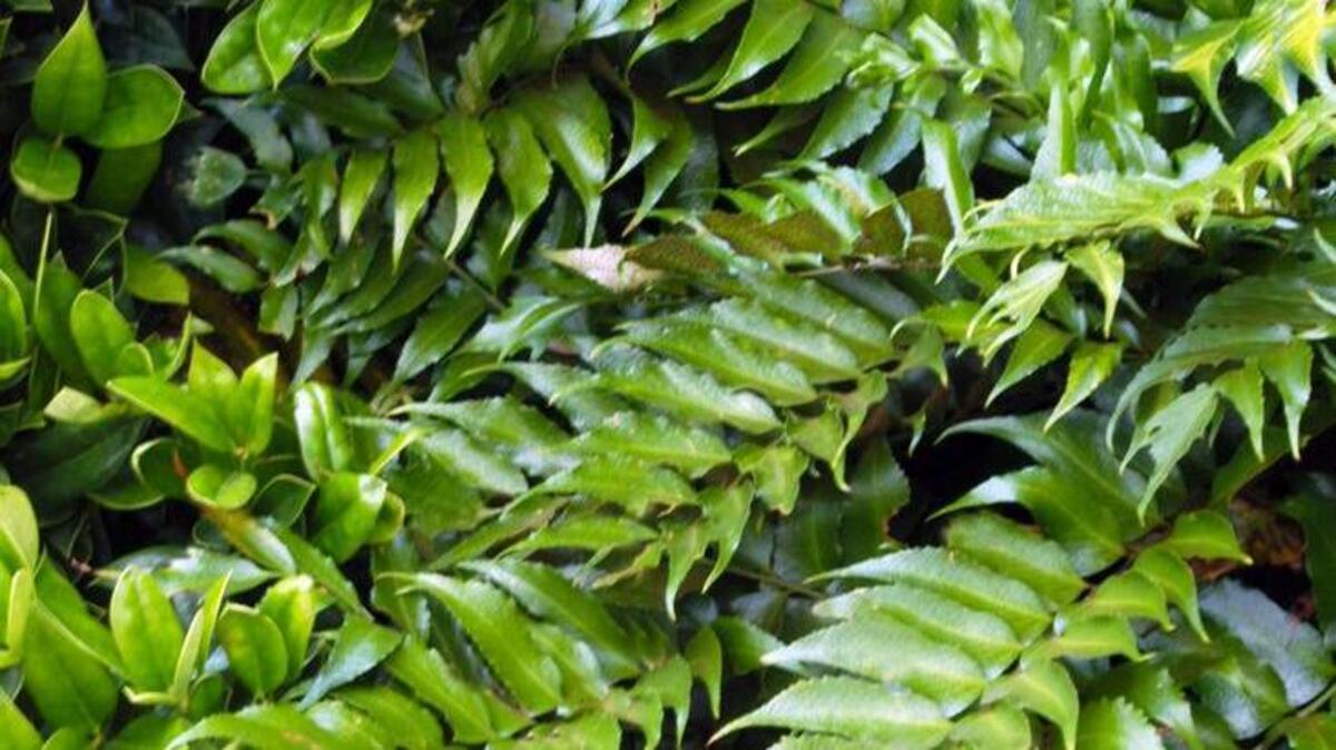 Holly fern in bed