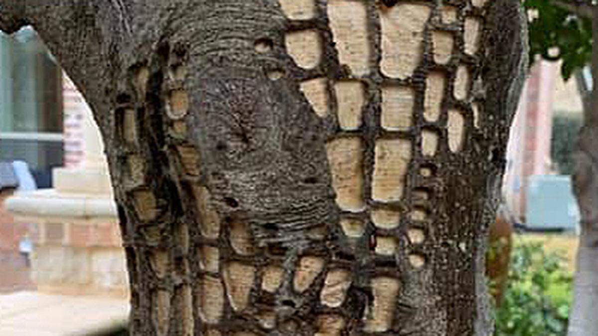 A holly trunk shows extreme damage caused by a woodpecker. The application of Tree Tanglefoot might still save the tree.