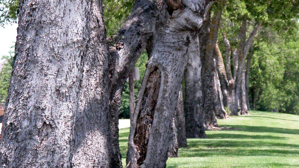 The trunks of old hackberries grow where birds sat on a long-departed fence. Interesting, but not necessarily good landscape design.