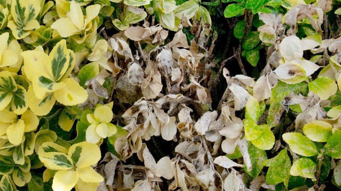 Neil Sperry: Diagnosing plant maladies