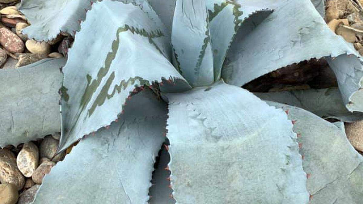 Century plant agave has frozen and will not come back from its roots.