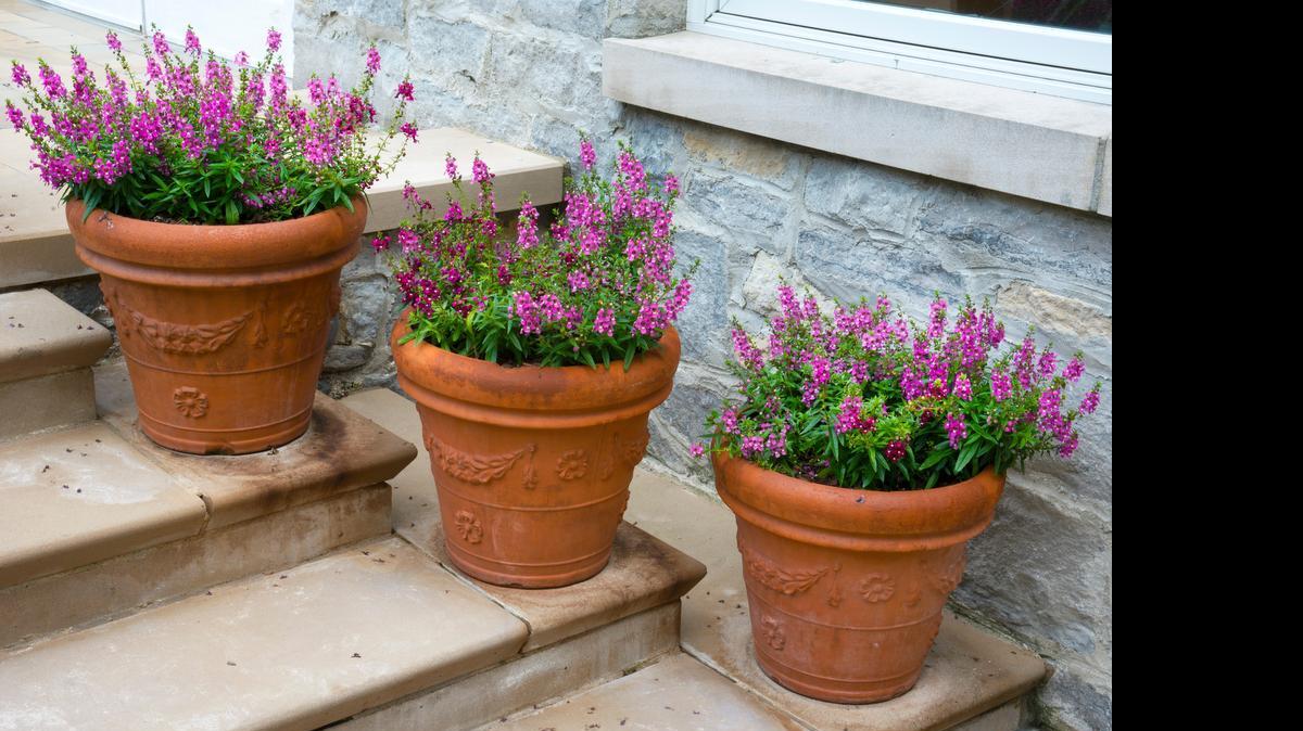 
Angelonia looks lovely in containers and will attract butterflies.
