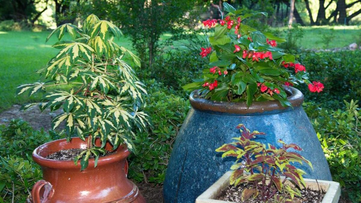 Dragon Wing begonias add color to this grouping of variegated tapioca and coleus.
