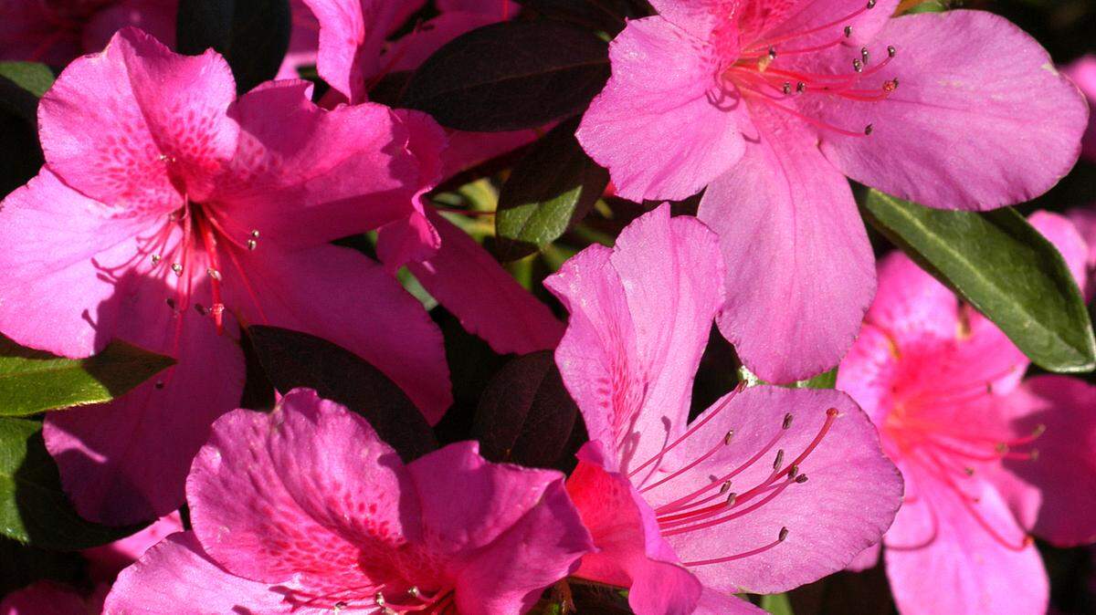 Azaleas are bouncing back and will soon herald the spring.