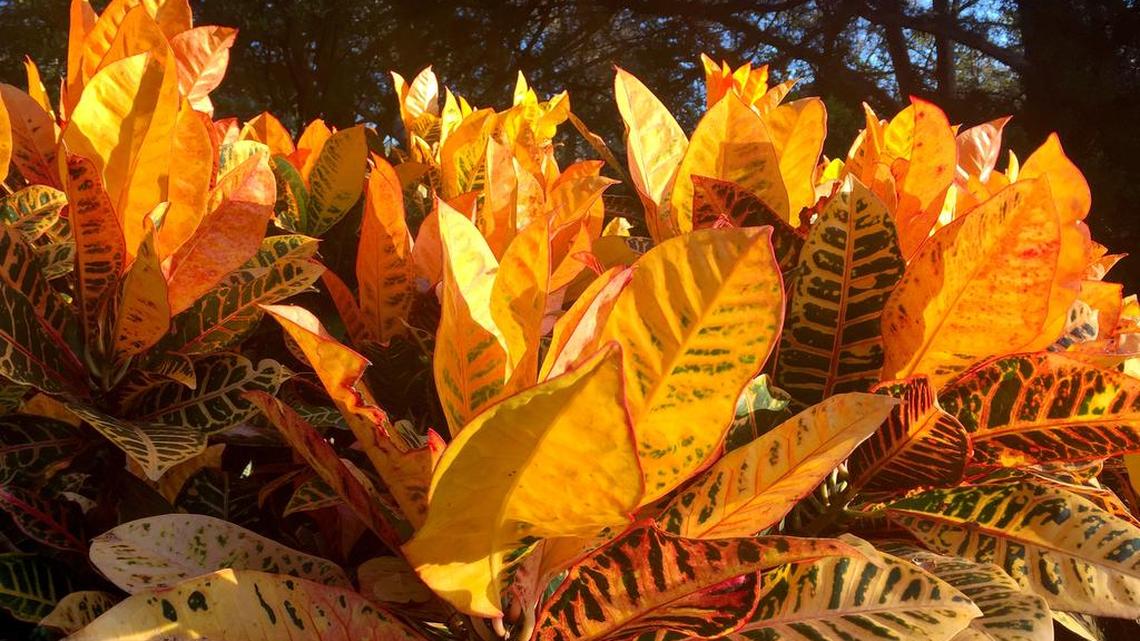 Watch for spider mite damage on plants like crotons when you bring them indoors. The mites are almost microscopic, but thump a suspect leaf over a sheet of white paper and look for tiny moving specks.