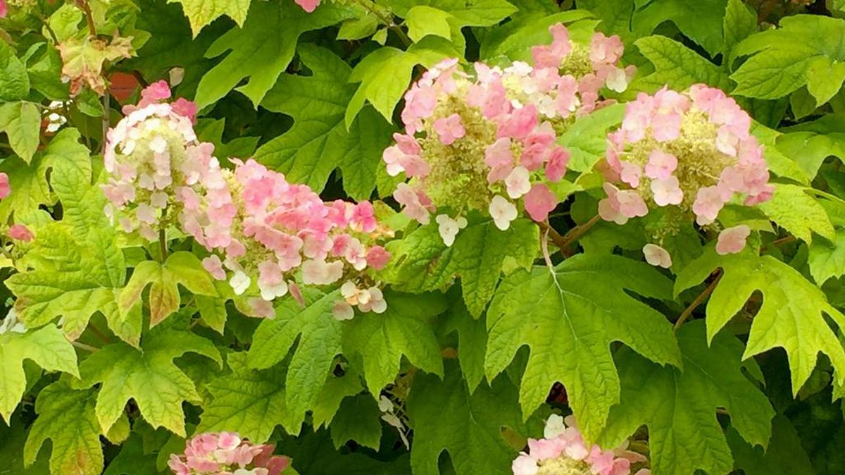 This ‘Ruby Slippers’ oakleaf hydrangea has some iron deficiency showing in its leaves.