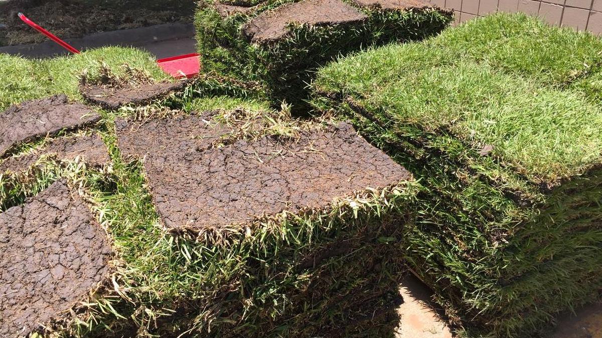 Take the time to prepare soil for fresh sod, and have it delivered in the morning.
