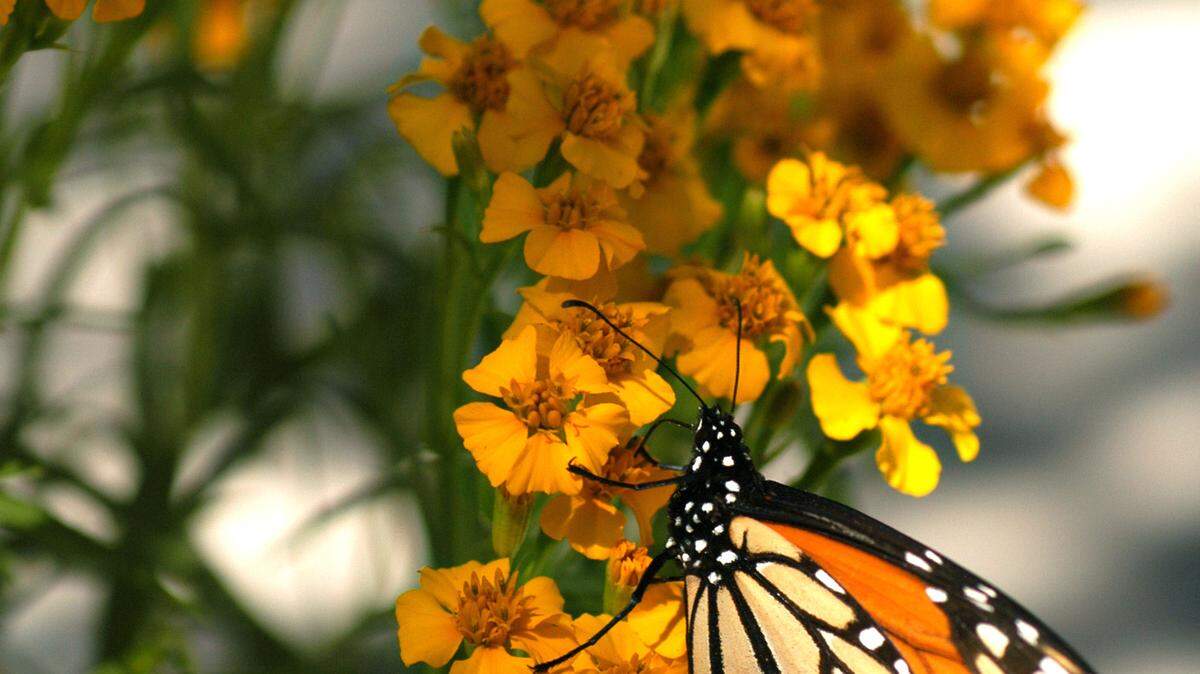 The flowers of the Mexican mint marigolds are favorites of migrating Monarchs.                           
