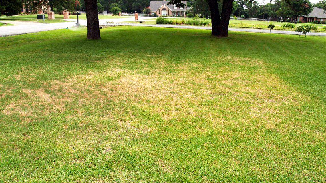 Chinch bugs will look like dry grass, always in sunny spot. There are several insecticides labeled for their control.