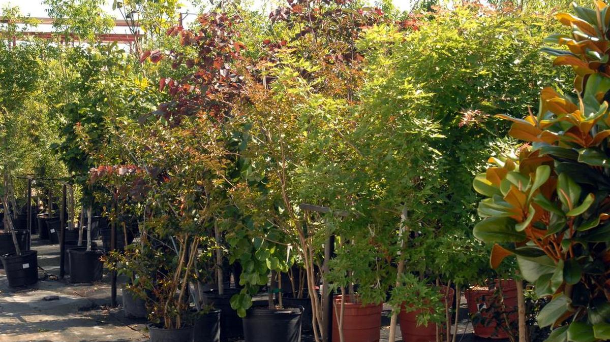 Nursery trees