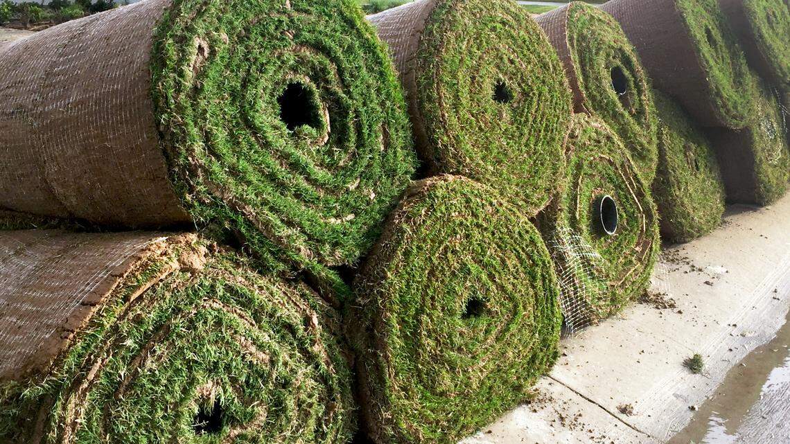 Large rolls of bermuda fresh from the sod farm are ready for the lawn.