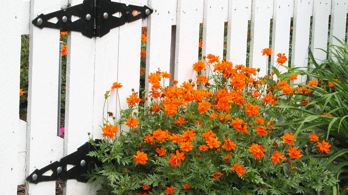Cosmos welcomes visitors to its gate. The plant comes in all kinds of cheerful colors and a variety of heights as well.