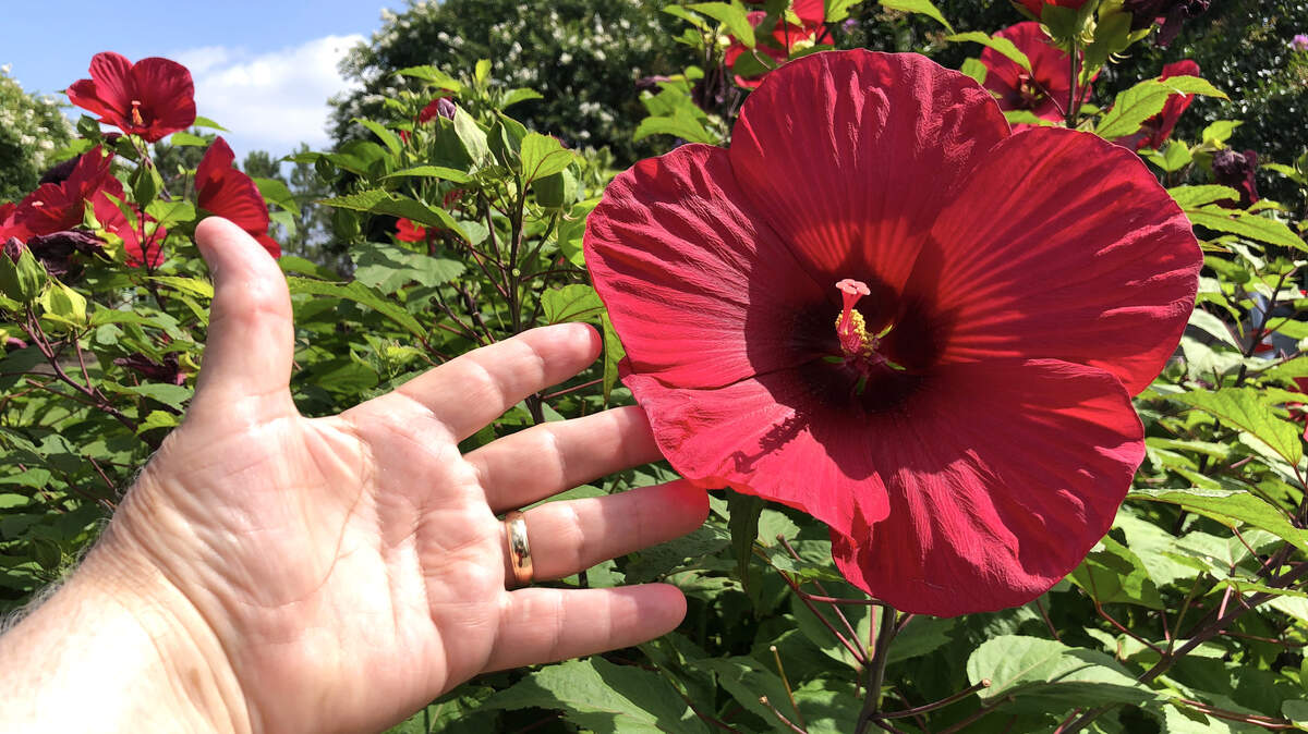 Divide hardy hibiscus (rose mallows) now to get flowers like this come summer.