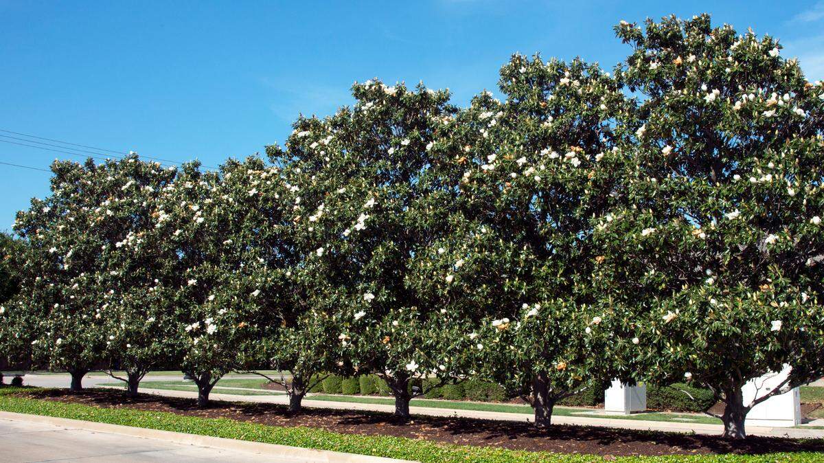 Little Gem southern magnolia being used as a privacy screen.