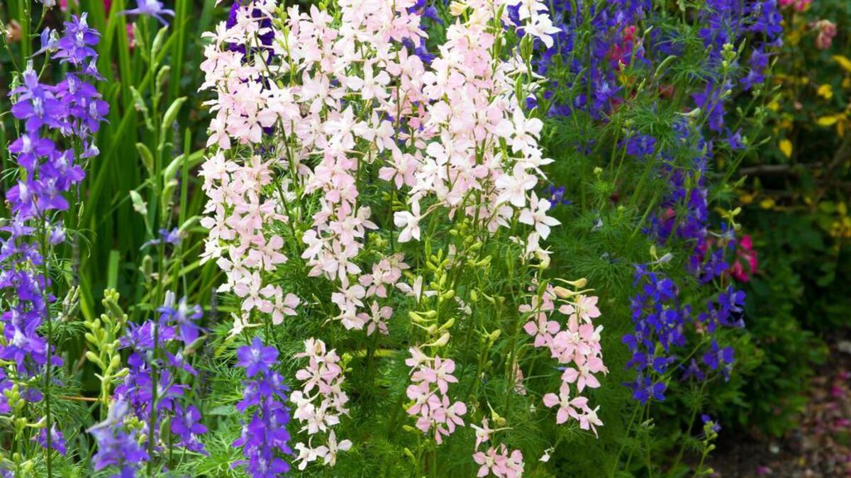 Plant larkspur transplants now