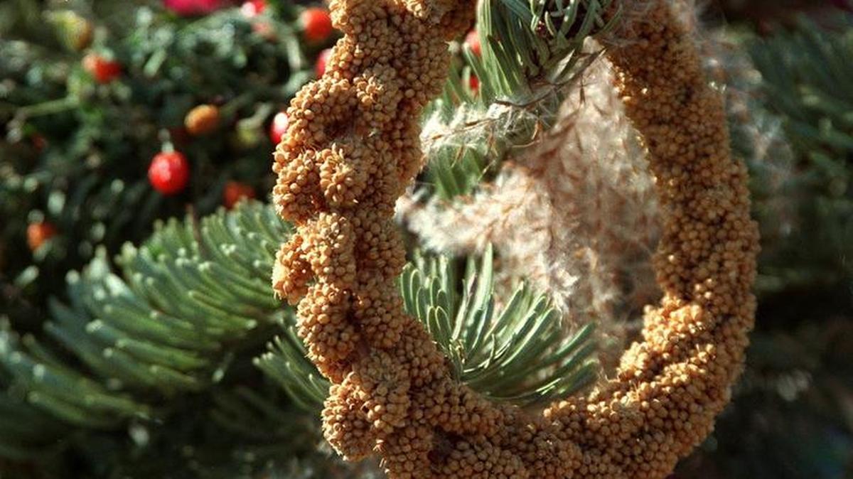 Bring handmade bird feeders to the Fort Worth Botanic Garden on Dec. 3.