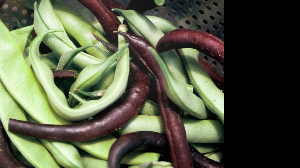 
The ideal planting time for produce like beans ins late July and early August.
