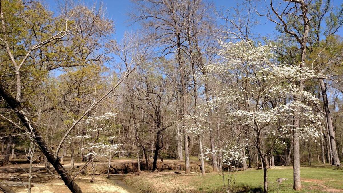 Davey Dogwood Park in Palestine