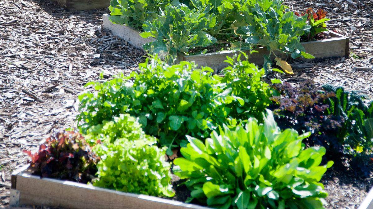 A raised vegetable garden ensures good drainage in rainy weather.
