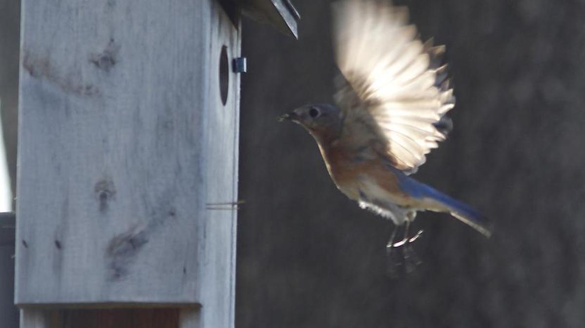 An eastern bluebird carries food into a box in McAnally’s garden.