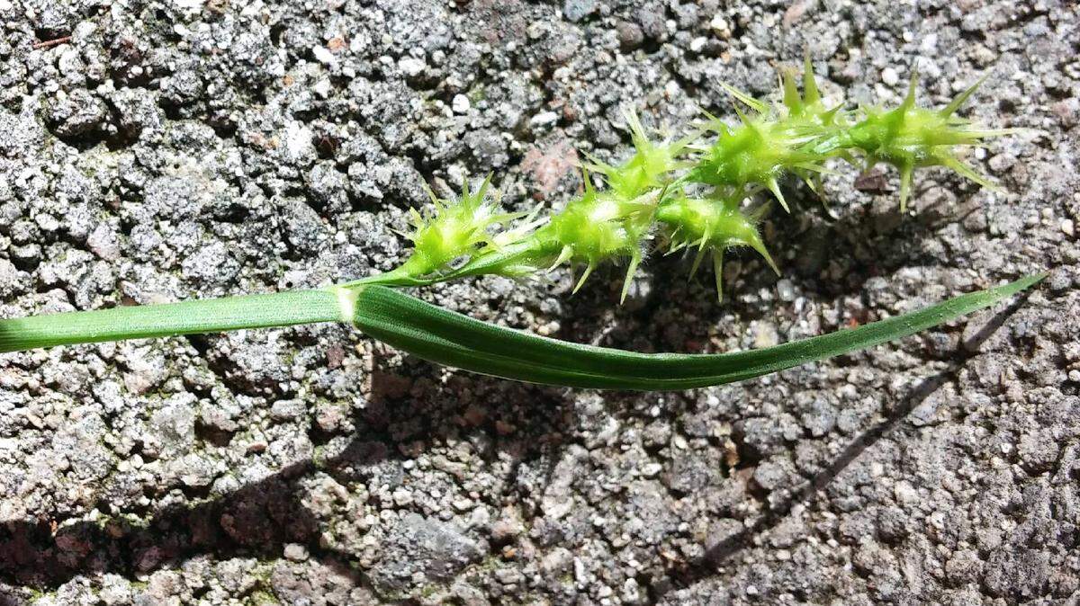 Grassburs are prevented with spring applications of pre-emergent granules.