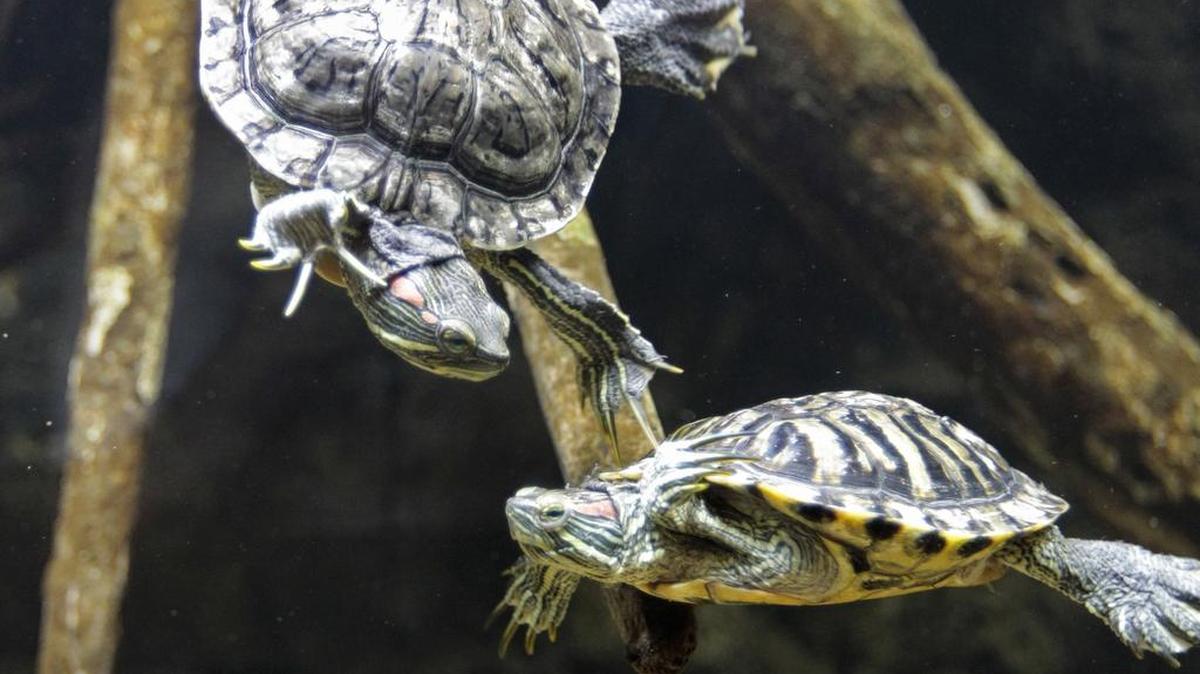 Check out a free live animal exploration in Arlington.