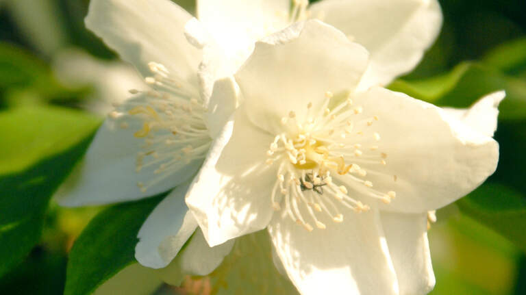 This little-known shrub is perfectly suited for North Central Texas