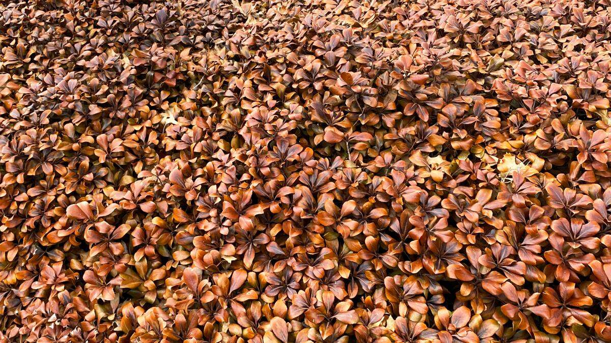 Indian hawthorns killed by freeze. These plants along with many others were lost during this year’s winter storm.