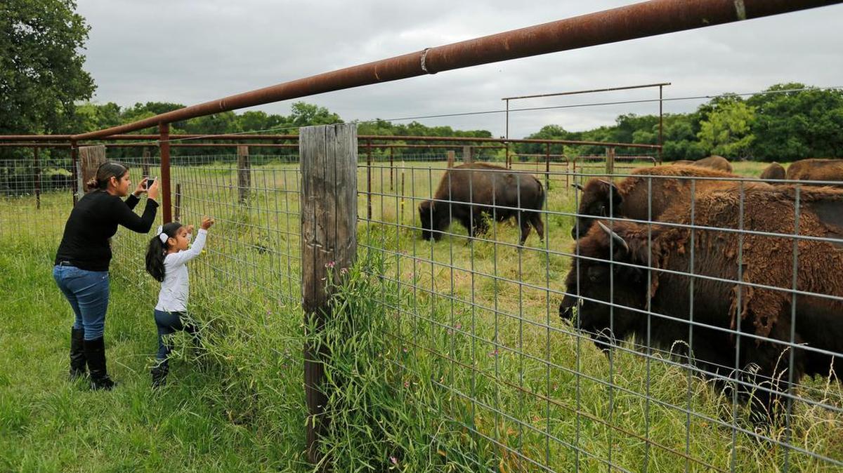 Feed bison Tuesday and Wednesday at the Fort Worth Nature Center and Refuge.