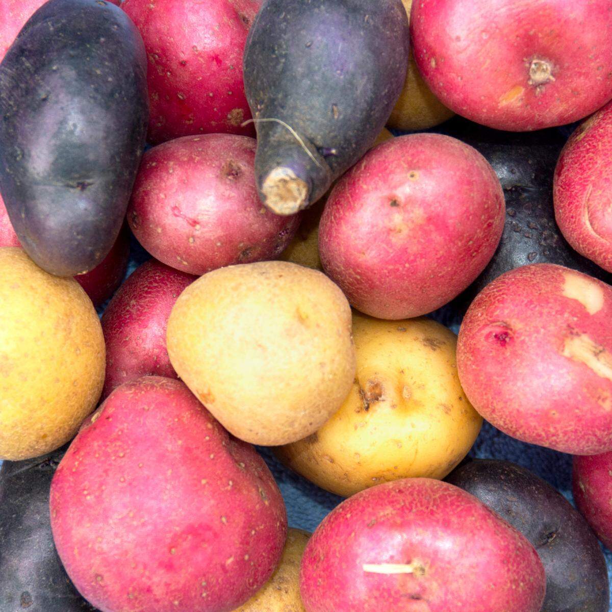 Plant Irish potatoes mid-February for harvest late spring.
