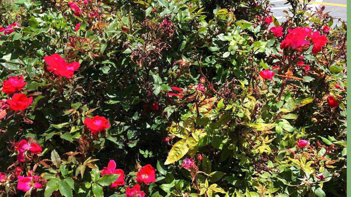 Rose Rosette virus getting a start in a landscape bed.