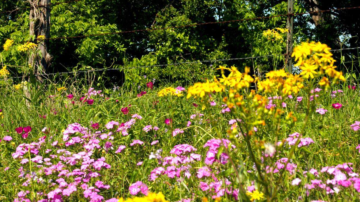 Spring wildflowers in Texas are sown in the fall. The seeds spend the fall and winter establishing deep roots so that they can send up their flower spikes up with the first warm days of springtime.                      