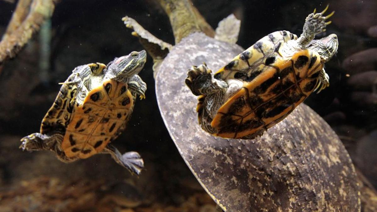 Children can learn more about animals at the River Legacy Living Science Center in Arlington.