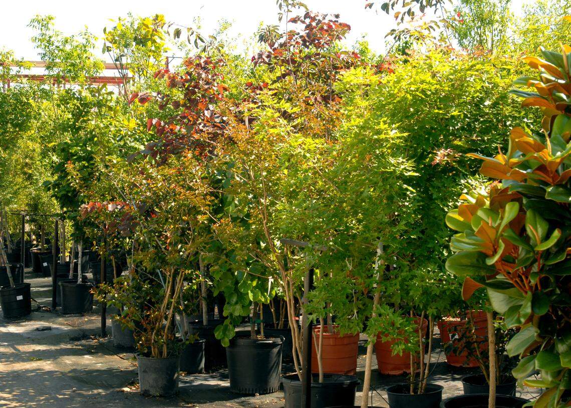 Several nursery trees in pots at a local market. Make sure you choose a type of tree that will fit the space you have for it.