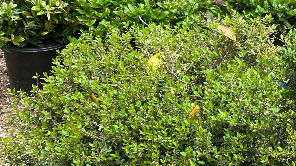 Late fall planting for shrubs and trees will allow them to get roots established when the summer heat arrives.