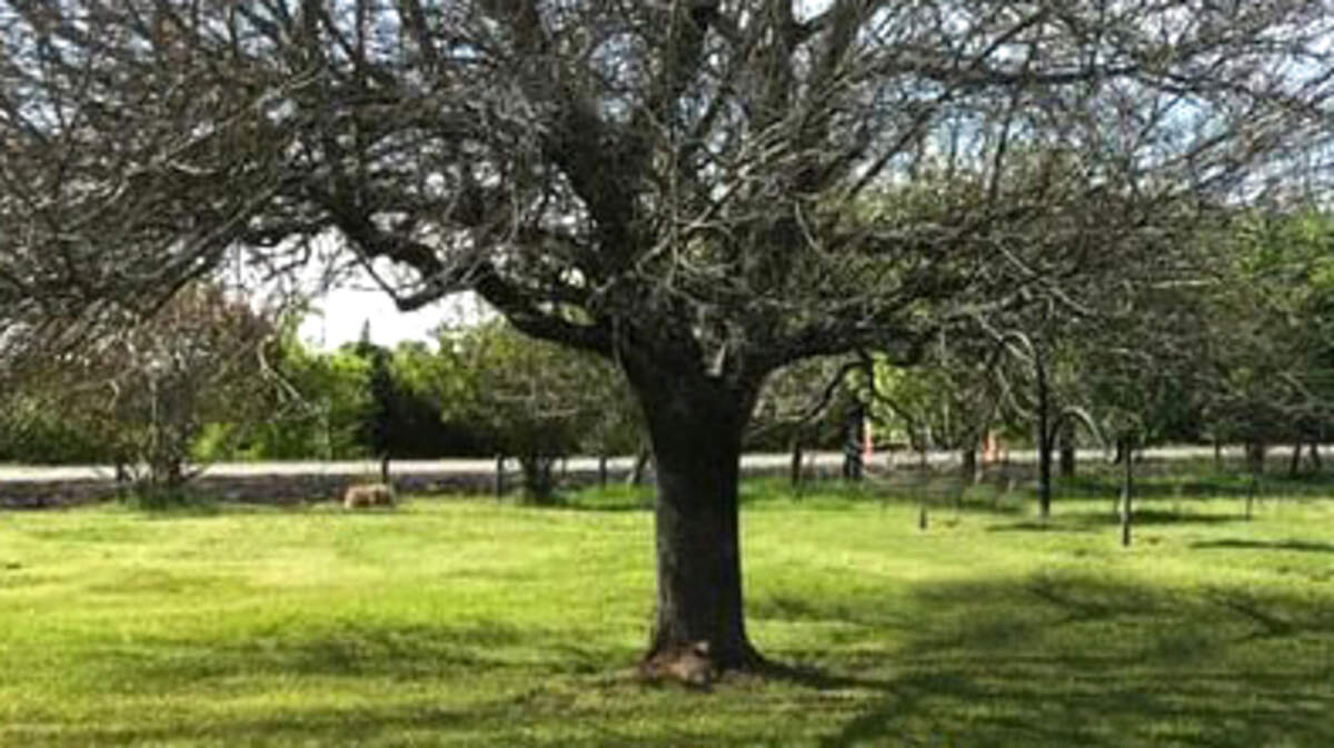 Ash trees were hurt badly by the cold and many will not be coming back.