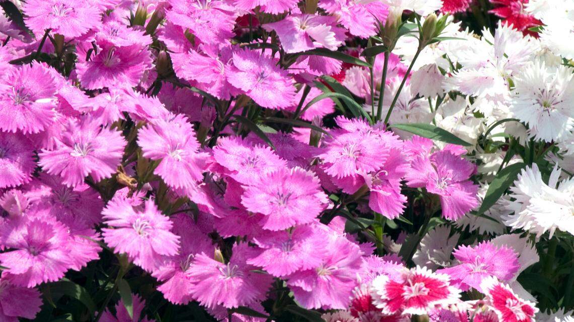 Garden pinks will provide your landscape with plenty of color through the cool months.