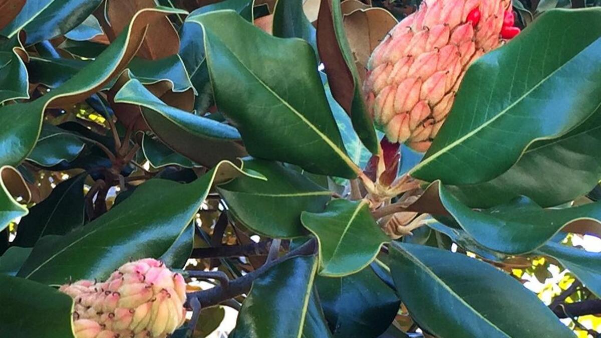 Magnolia cones add winter interest.
