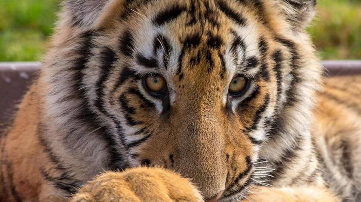 
Slade is a 10 month old tiger at The Center for Animal Research & Education (CARE) who can sometimes be spotted being bottle fed by his caretakers in Bridgeport, Texas.
