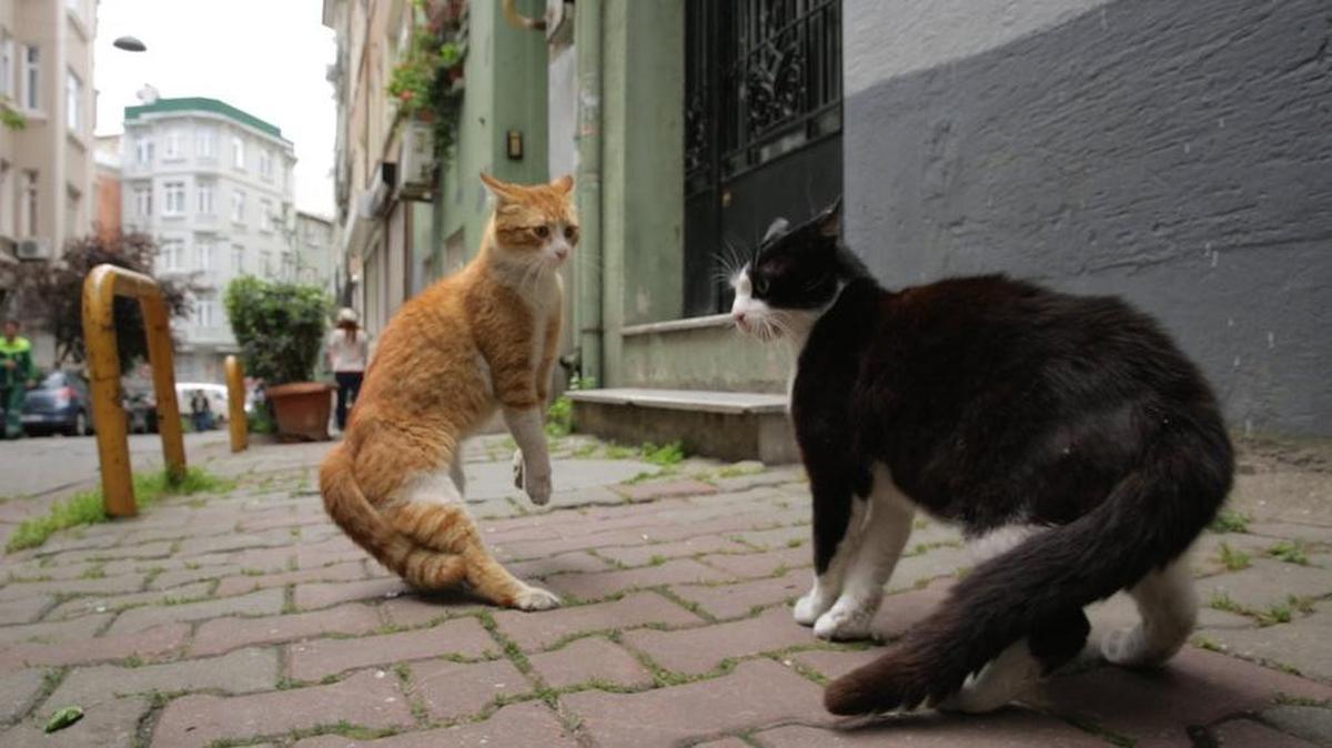 Two Turkish cats have a confrontation in ‘Kedi.’