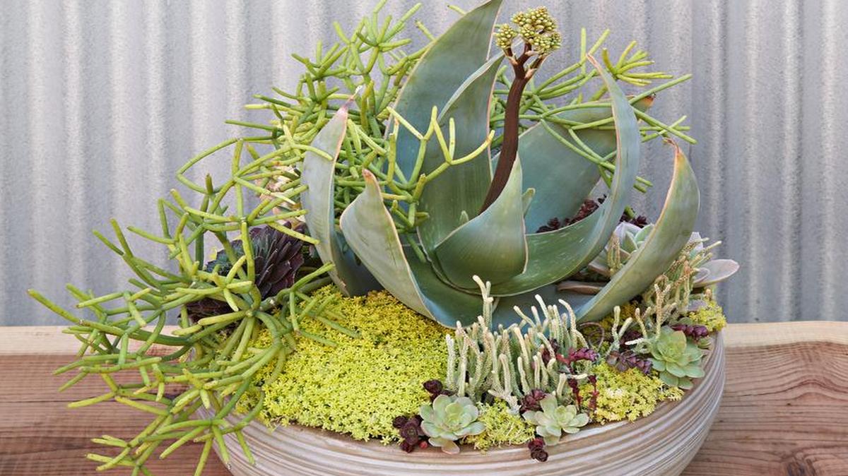 Mixing a variety of plants together in a low, wide pot makes a beautiful display.
