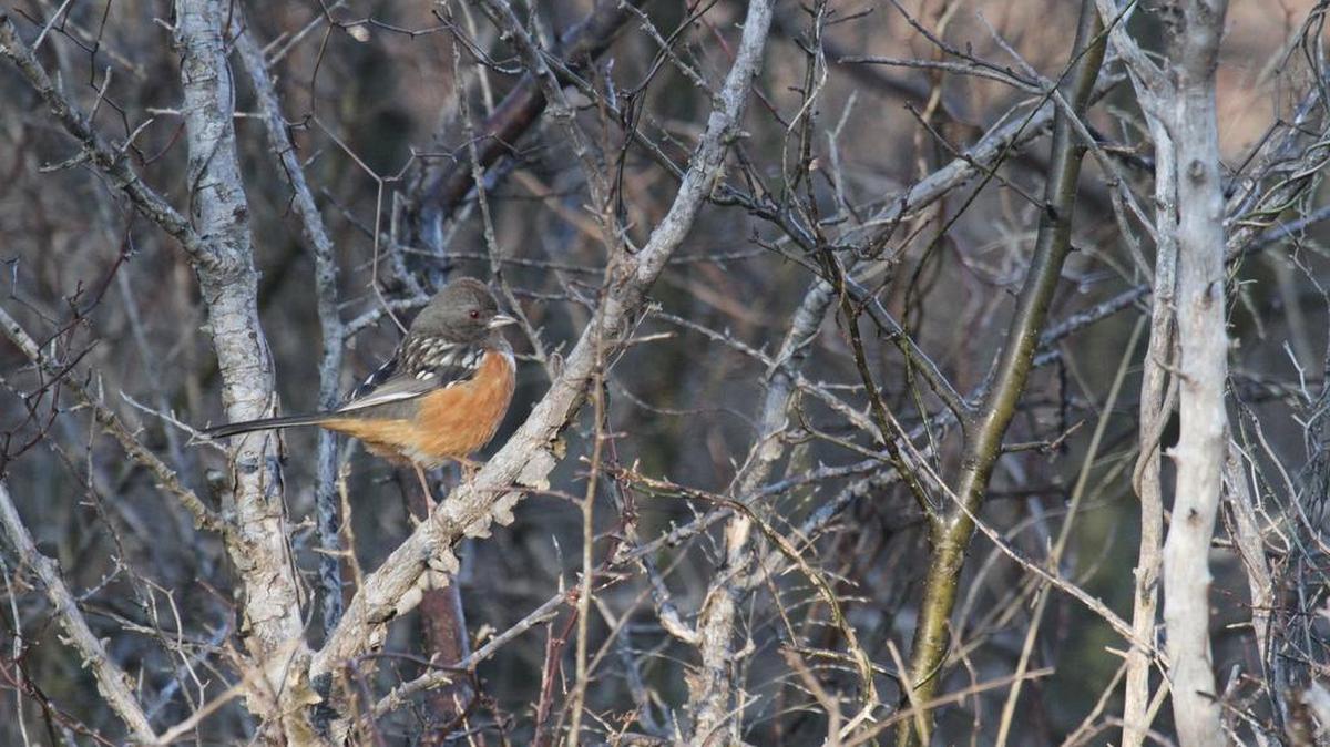 Learn how to spot winter birds during a Jan. 21 workshop and birding walk.
